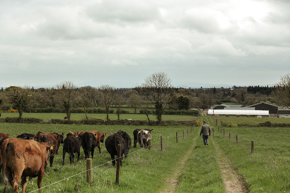 Crowe's Farm, Tipperary